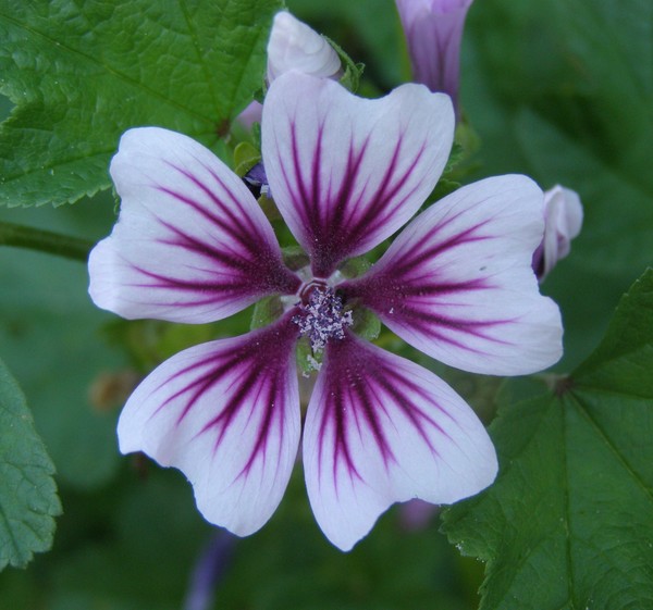 Purple Luminosity