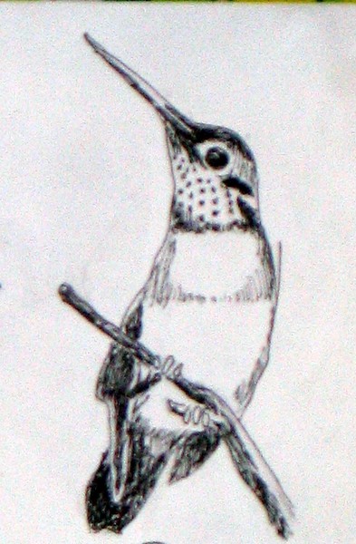Miss Hummingbird