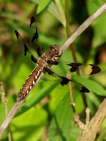 dragonfly