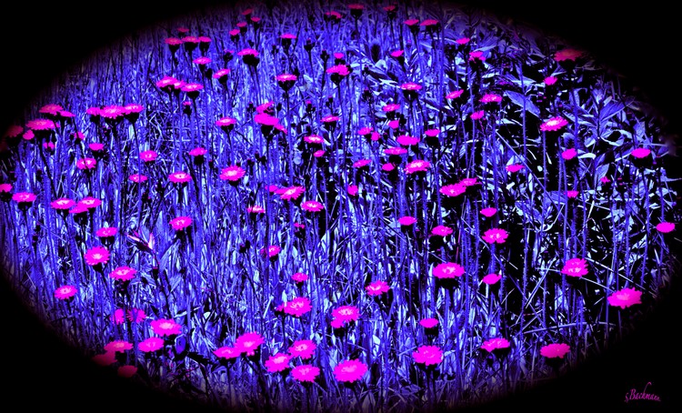 Flower planet.
