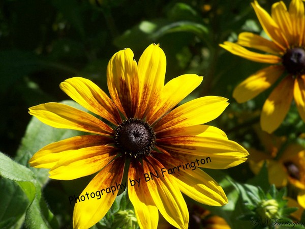 Yellow Black Eyed Susan