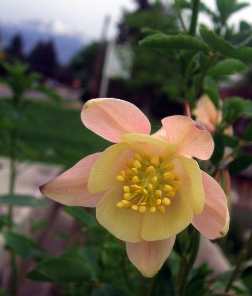 Columbine and a (blurry) Pikes Peak