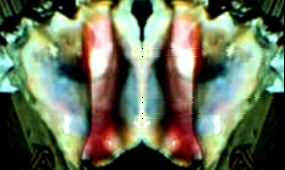 Shell Mask