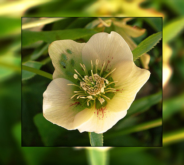 Christmas Rose