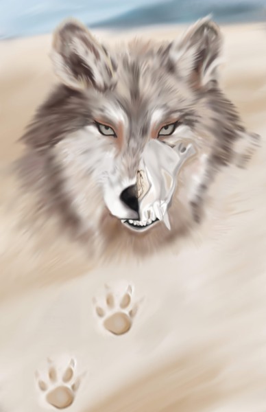 Grey wolves