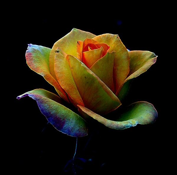 Rainbow Rose