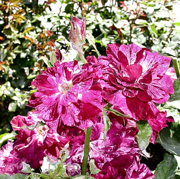Capitol Park 4