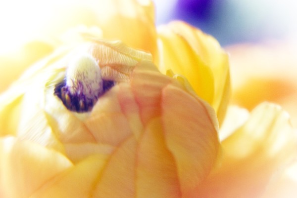 Ranaculus Gold