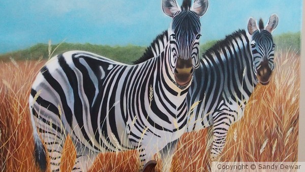 Zebra's on the Loose