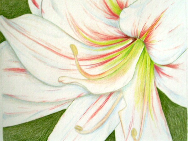 Amaryllis