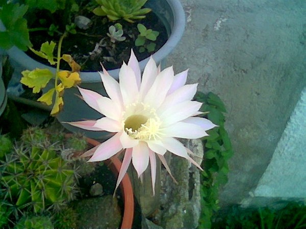 rose