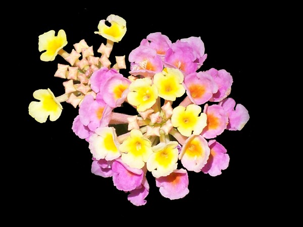 Lantana