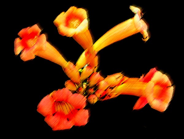 trumpet creeper