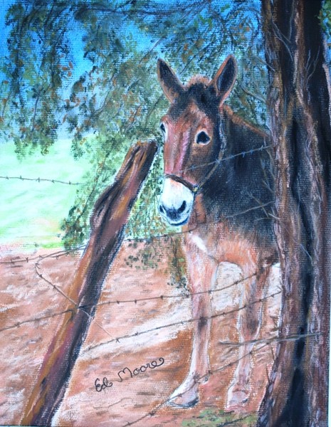 Mr. Ed-2