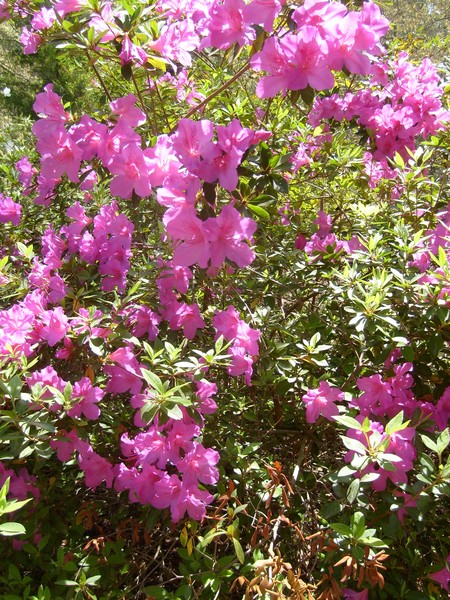 Blooms of Spring, Purple Azalea