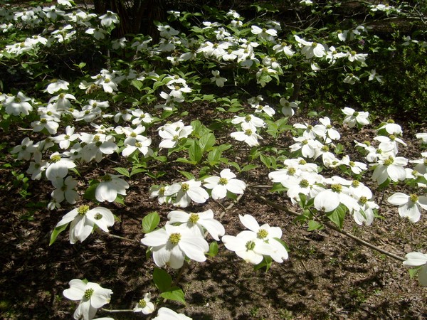 The Mighty Dogwood Tree