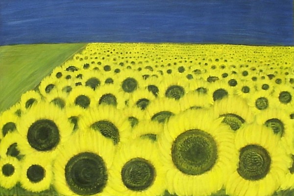 sunflower field