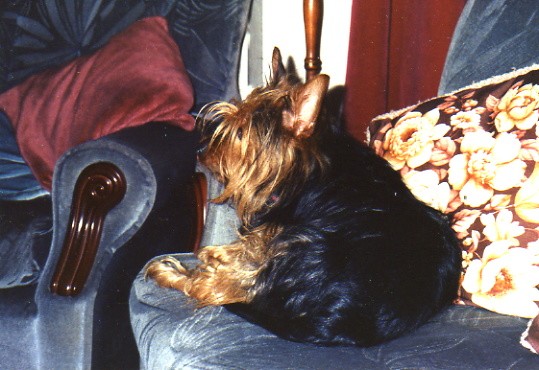 Chocky when a young dog  No longer with me.