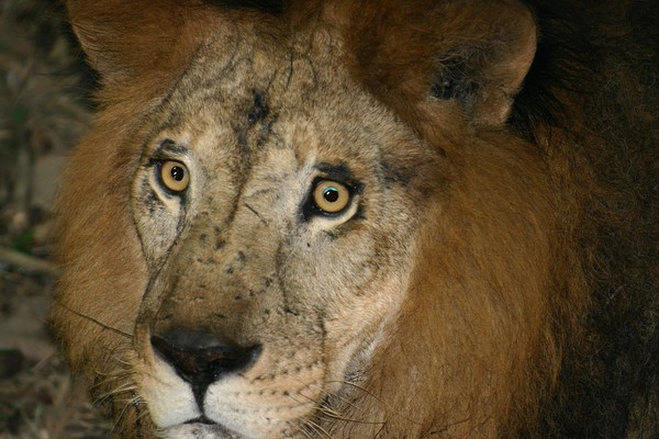 Indian lion