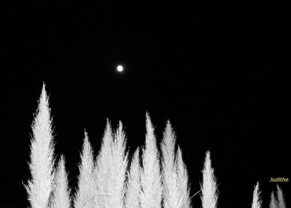 South Carolina Moon