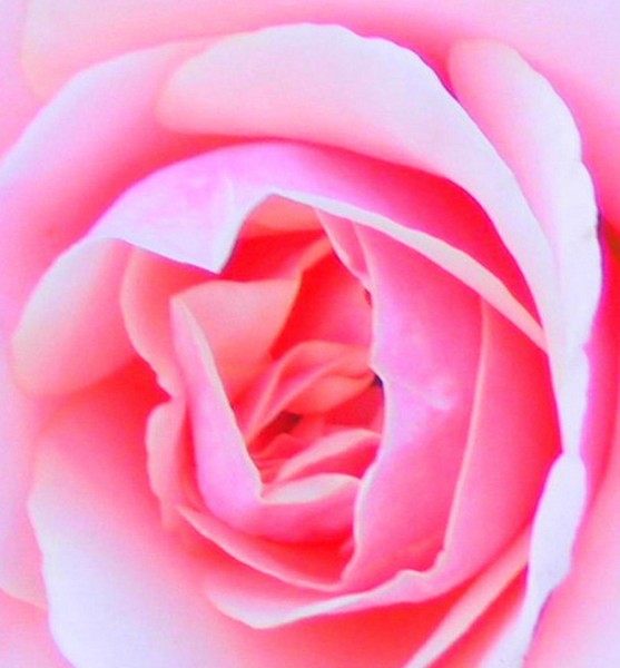 Your Final Rose
