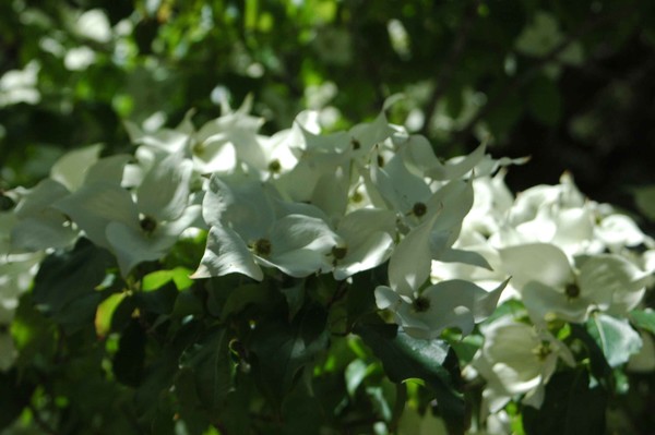 Dogwood Bough