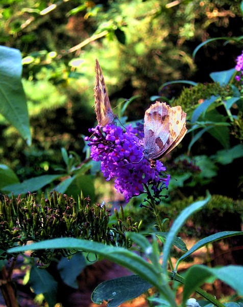 butterflies
