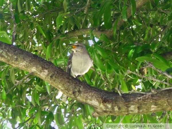 Songbird