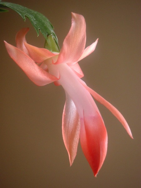 Holiday Cactus In Day Light