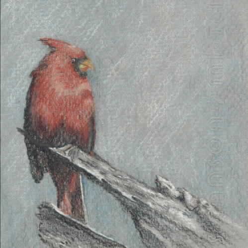 Cardinal