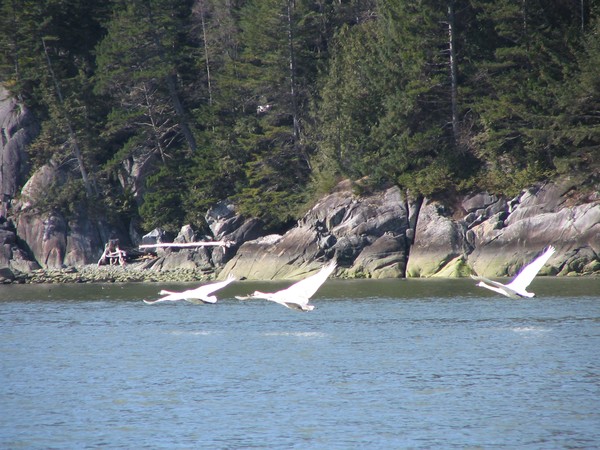 Trumpeter Swans