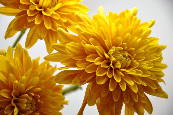 mellow yellows