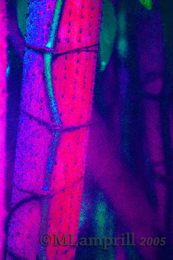 Pink tree