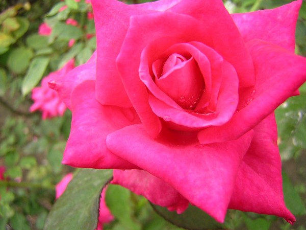 Roses