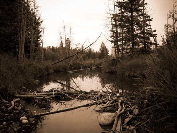 Beaver Dam