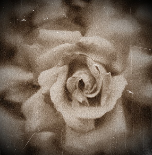 A Rose For You
