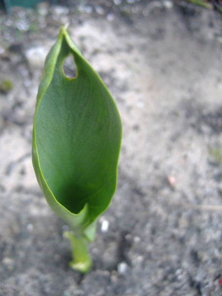 calla