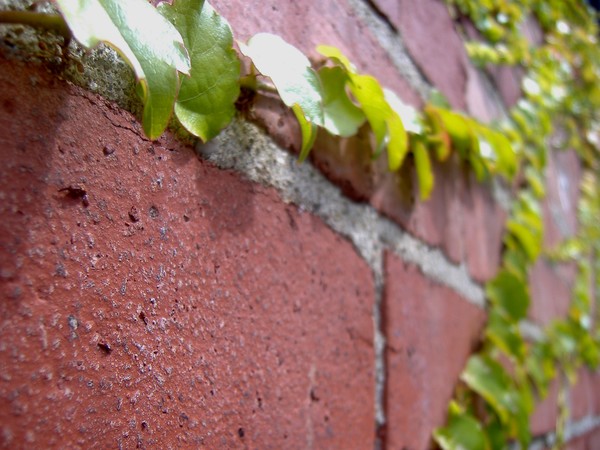 Vines