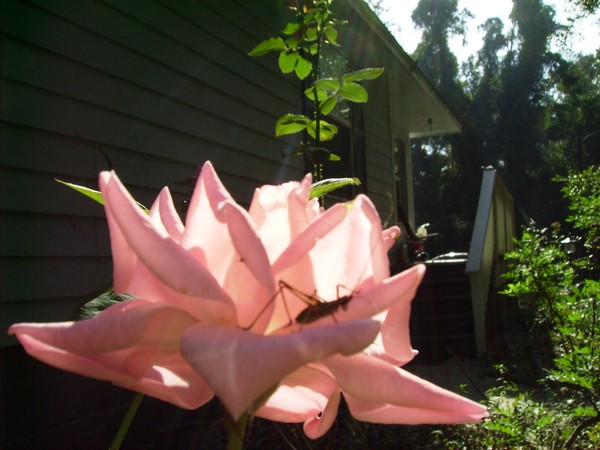 pink rose with grass hopper
