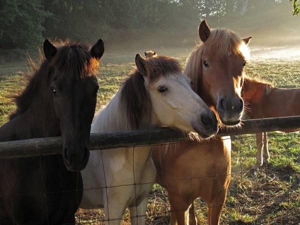 Icelandic Ponies 3