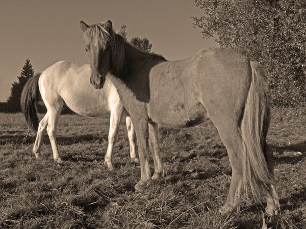 Icelandic Ponies-7523