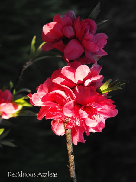 Deciduous Azaleas