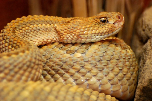 Rattle Snake