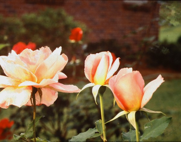 Ruth's Roses