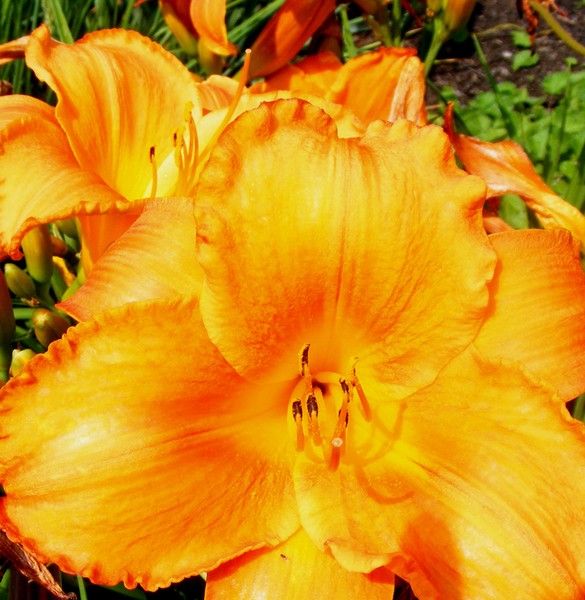 Pretty_Orange_1