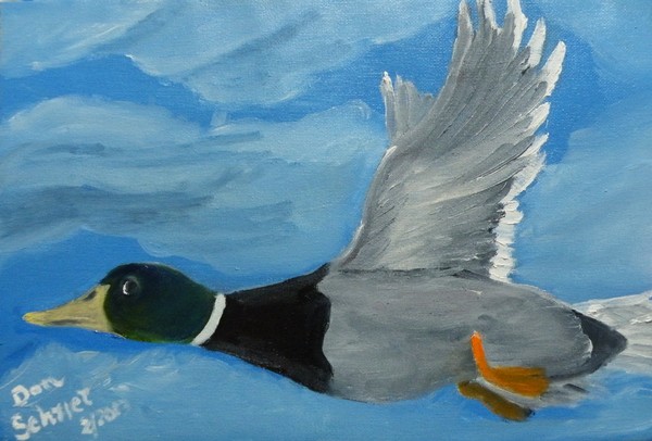 Mallard Drake in Flight