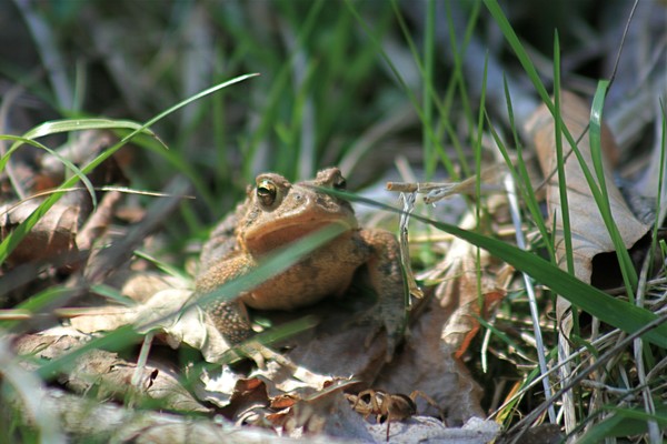 Frog & Spider ( Lunch )