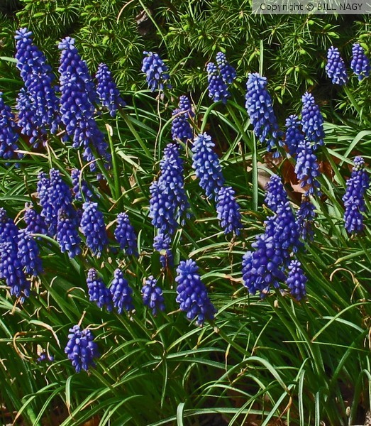GRAPE HYACINTH CLOSE-UP