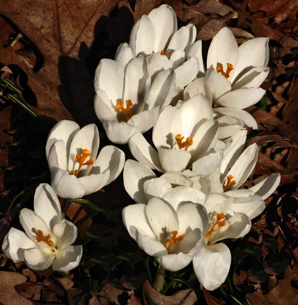WHITE CROCUSES