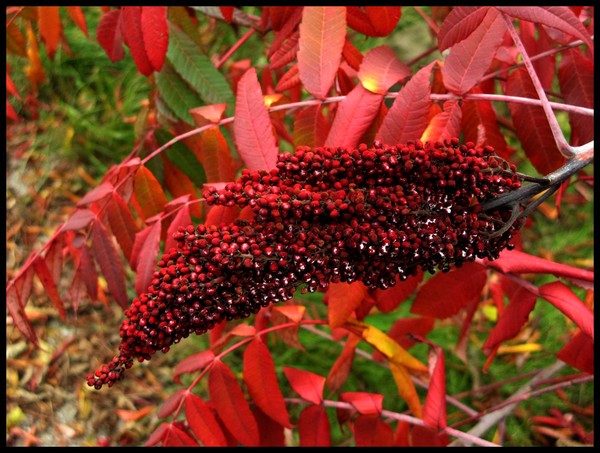 SUMAC POD 2 IN FALL COLOR